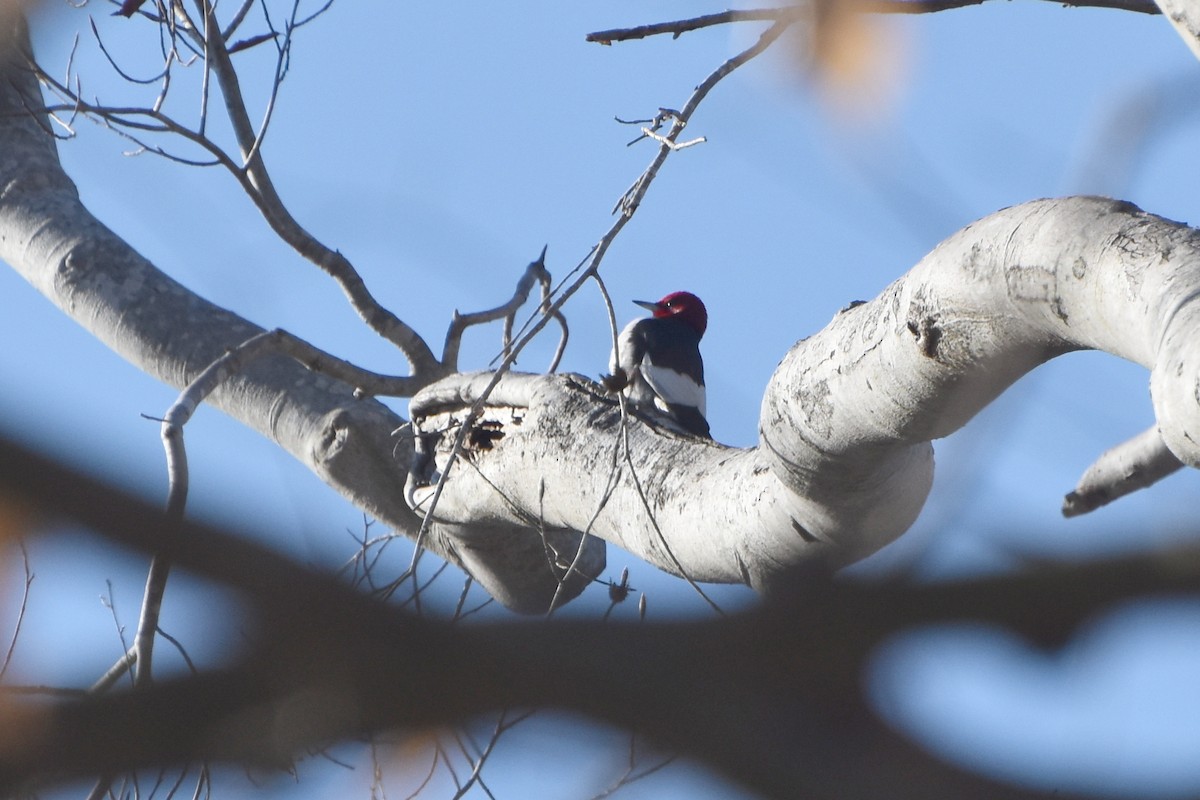 Red-headed Woodpecker - stephen johnson  🦜