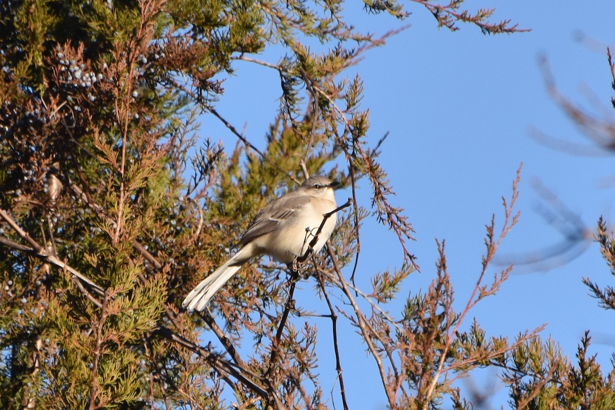 Northern Mockingbird - stephen johnson  🦜