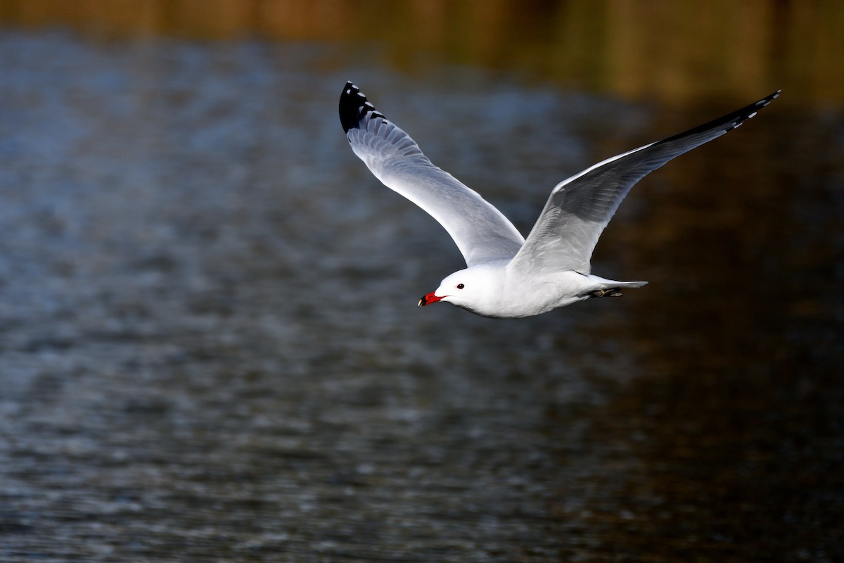 Gaviota de Audouin - ML614339999