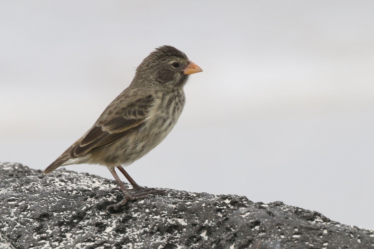 Small Ground-Finch - ML614340008