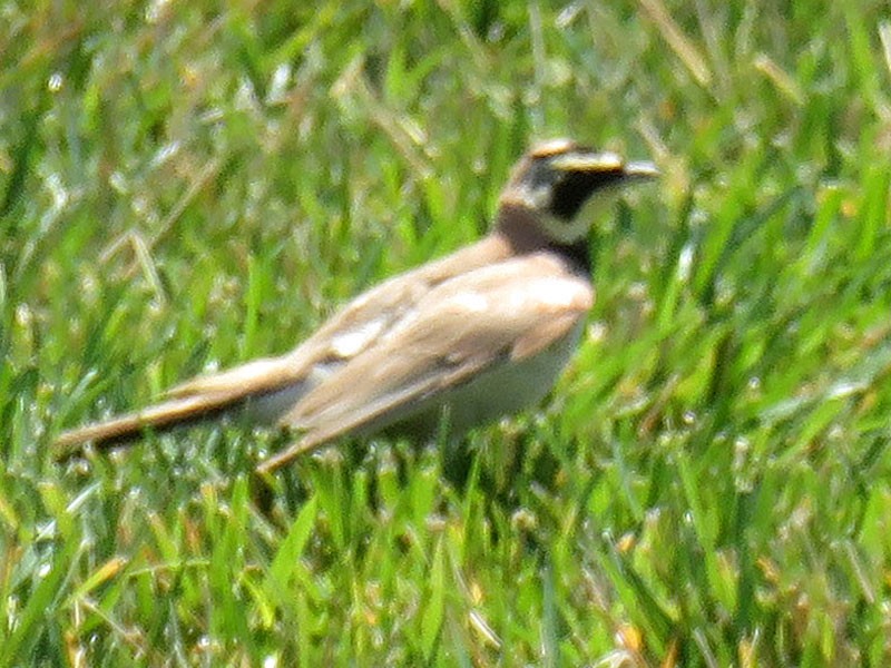 Horned Lark - ML61434001