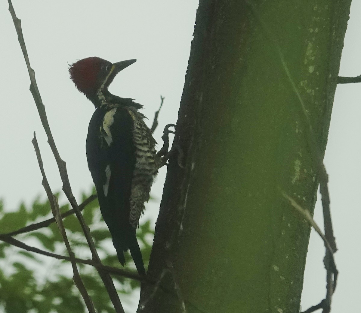 Lineated Woodpecker - Mary Eyman