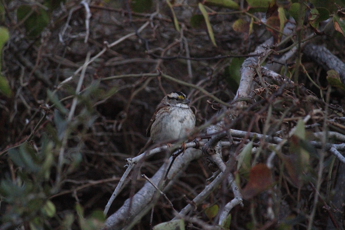 White-throated Sparrow - Matt Robertson