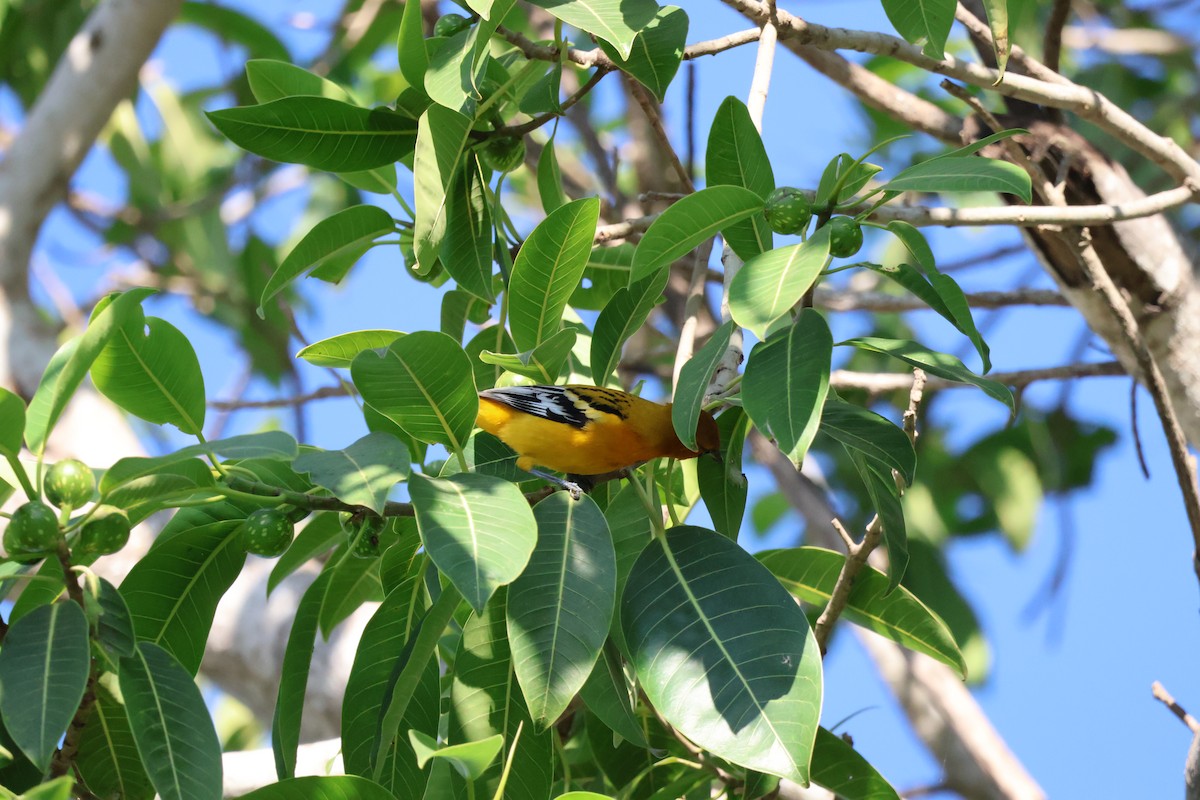 Streak-backed Oriole (West Mexican) - ML614340021