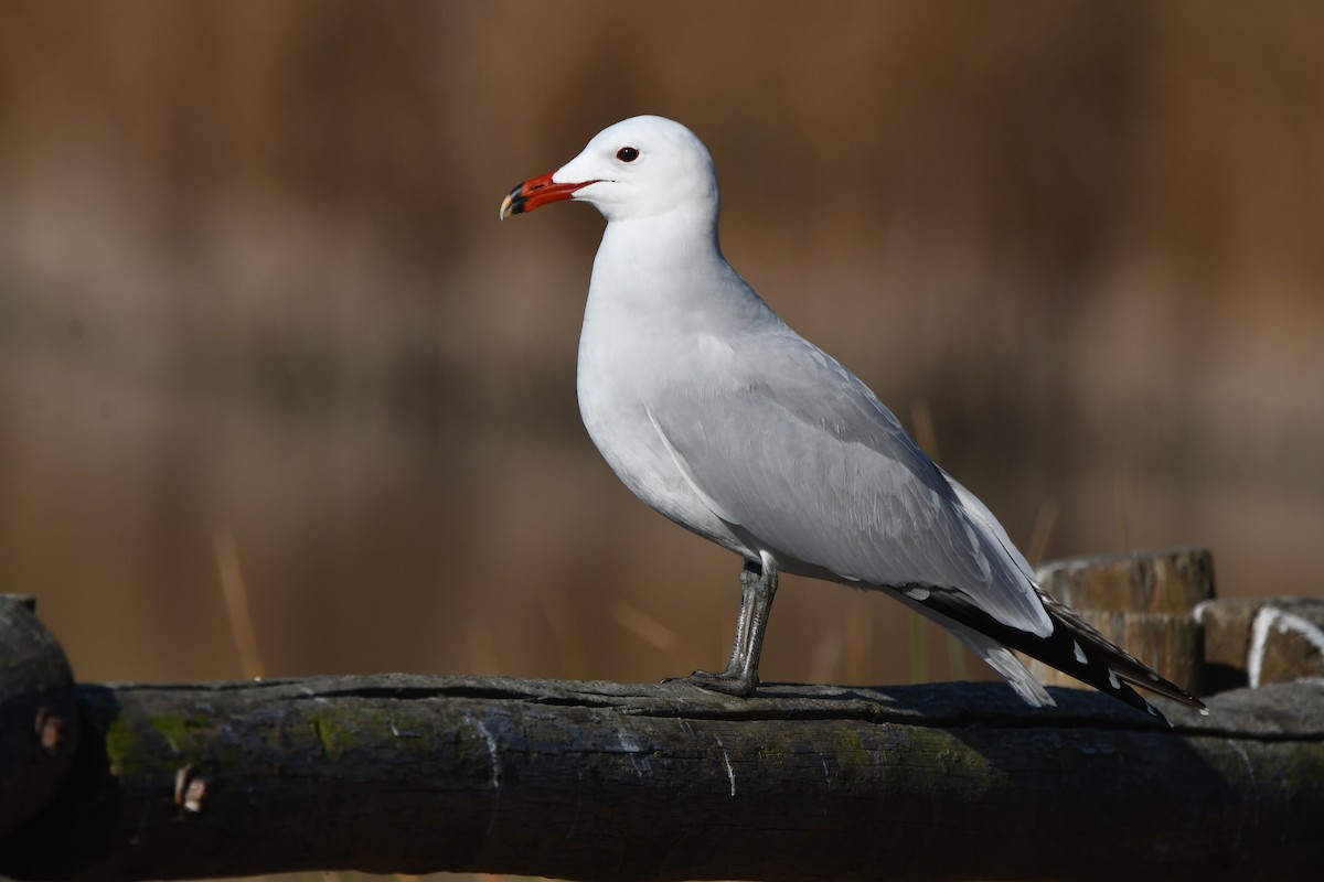 Gaviota de Audouin - ML614340033