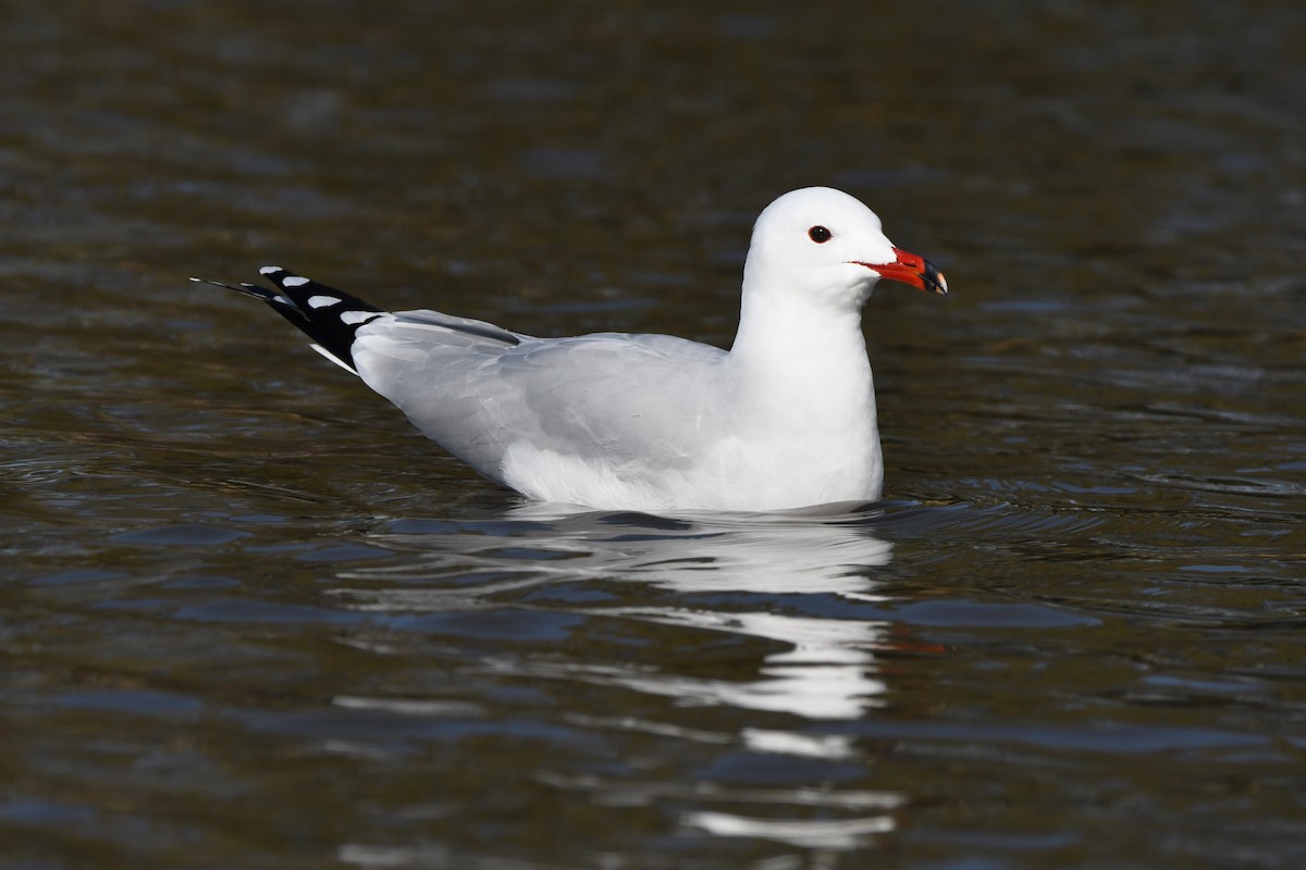 Audouin's Gull - ML614340034