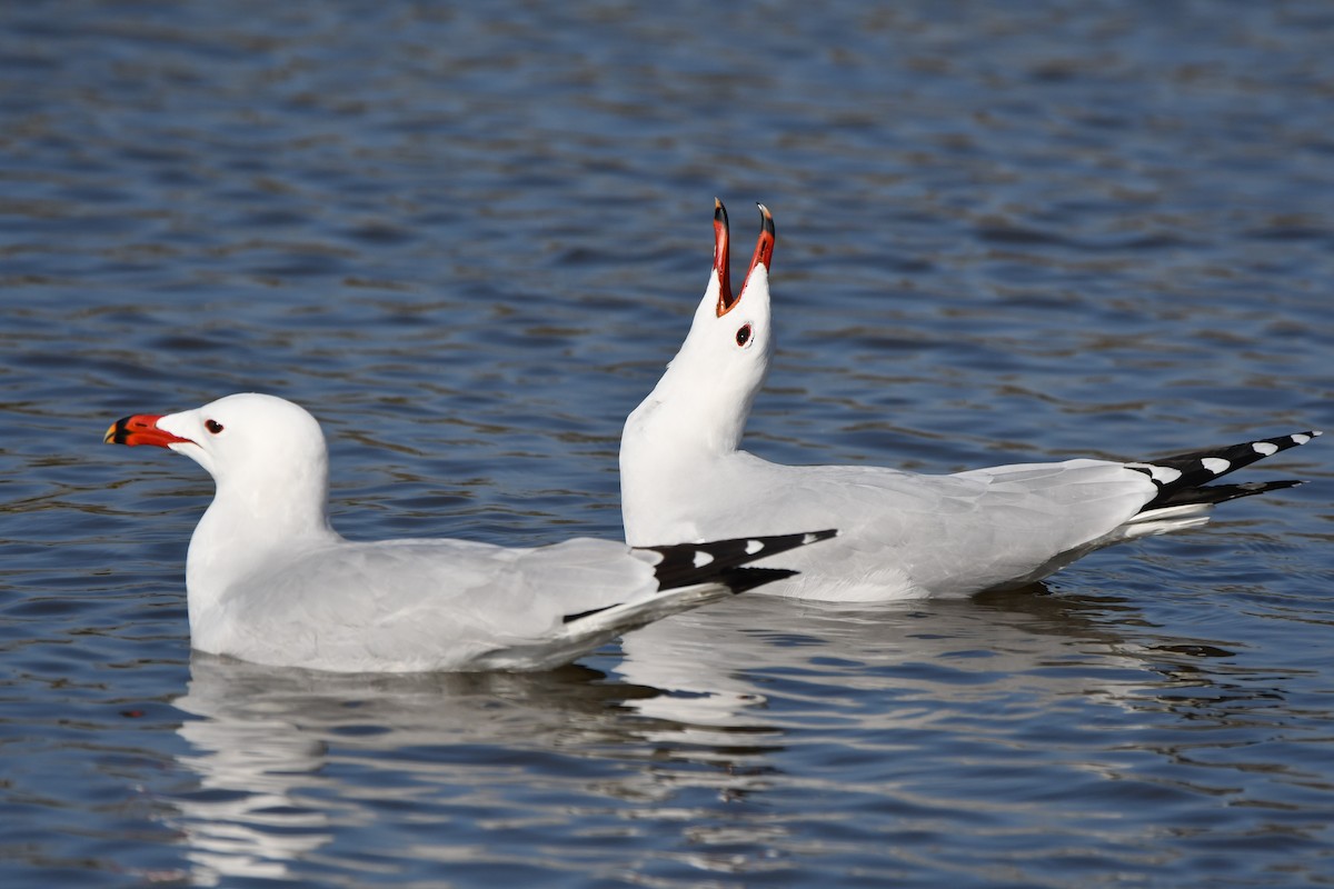 Audouin's Gull - ML614340035