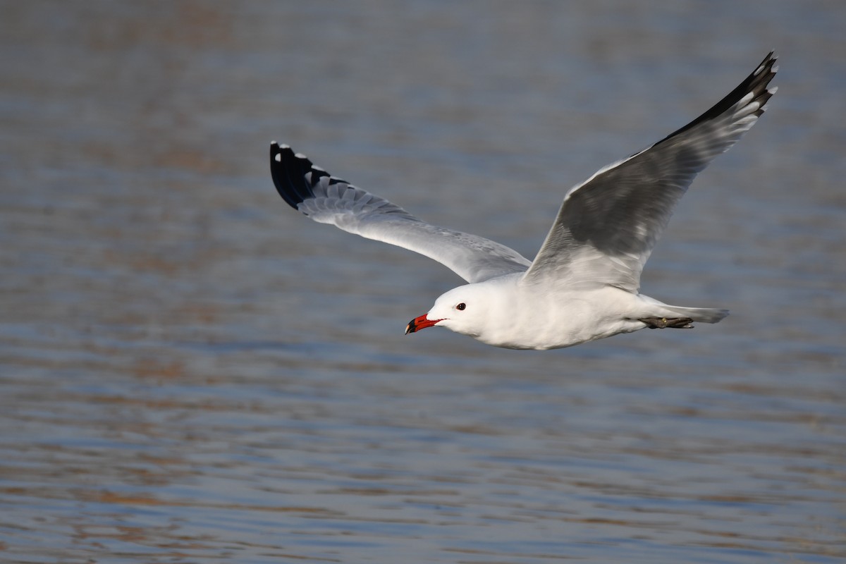 Audouin's Gull - ML614340036