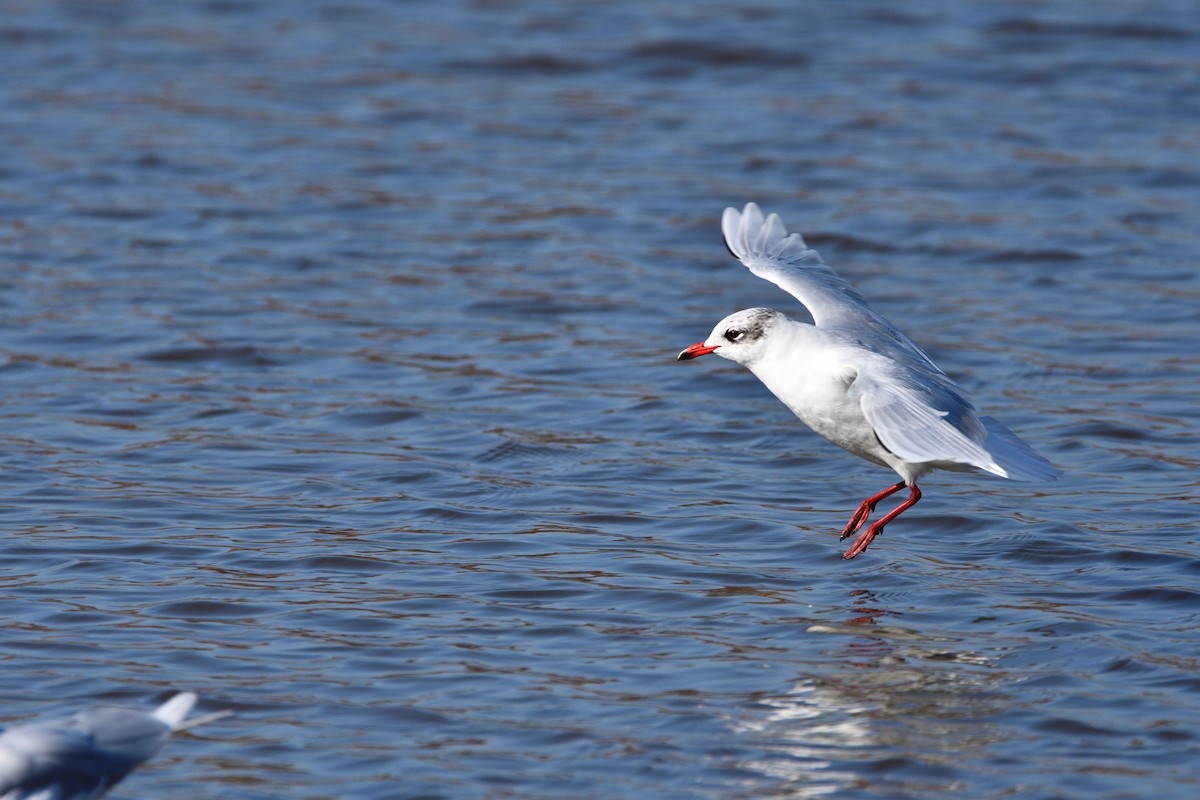 Mediterranean Gull - ML614340055