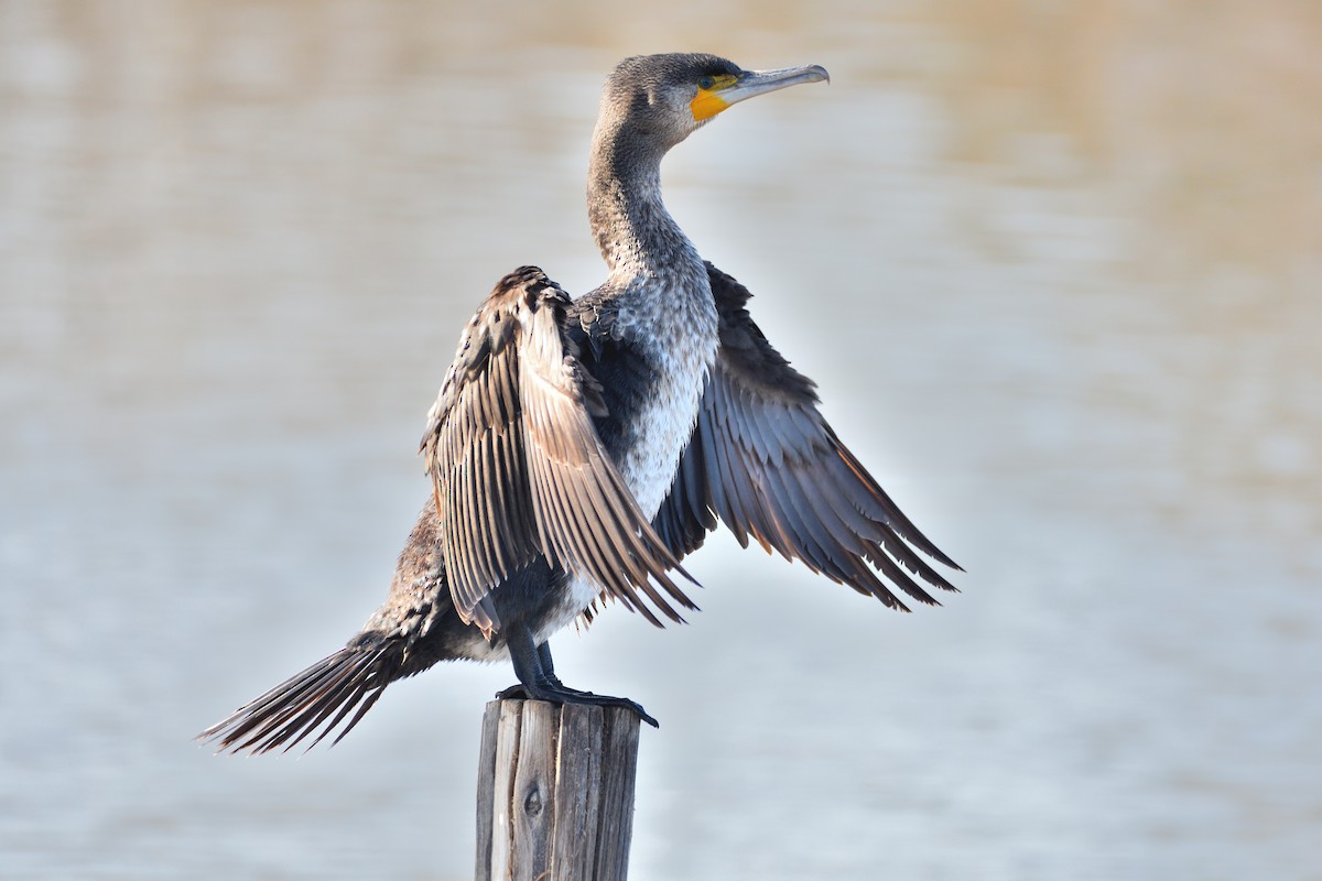 Great Cormorant - ML614340068