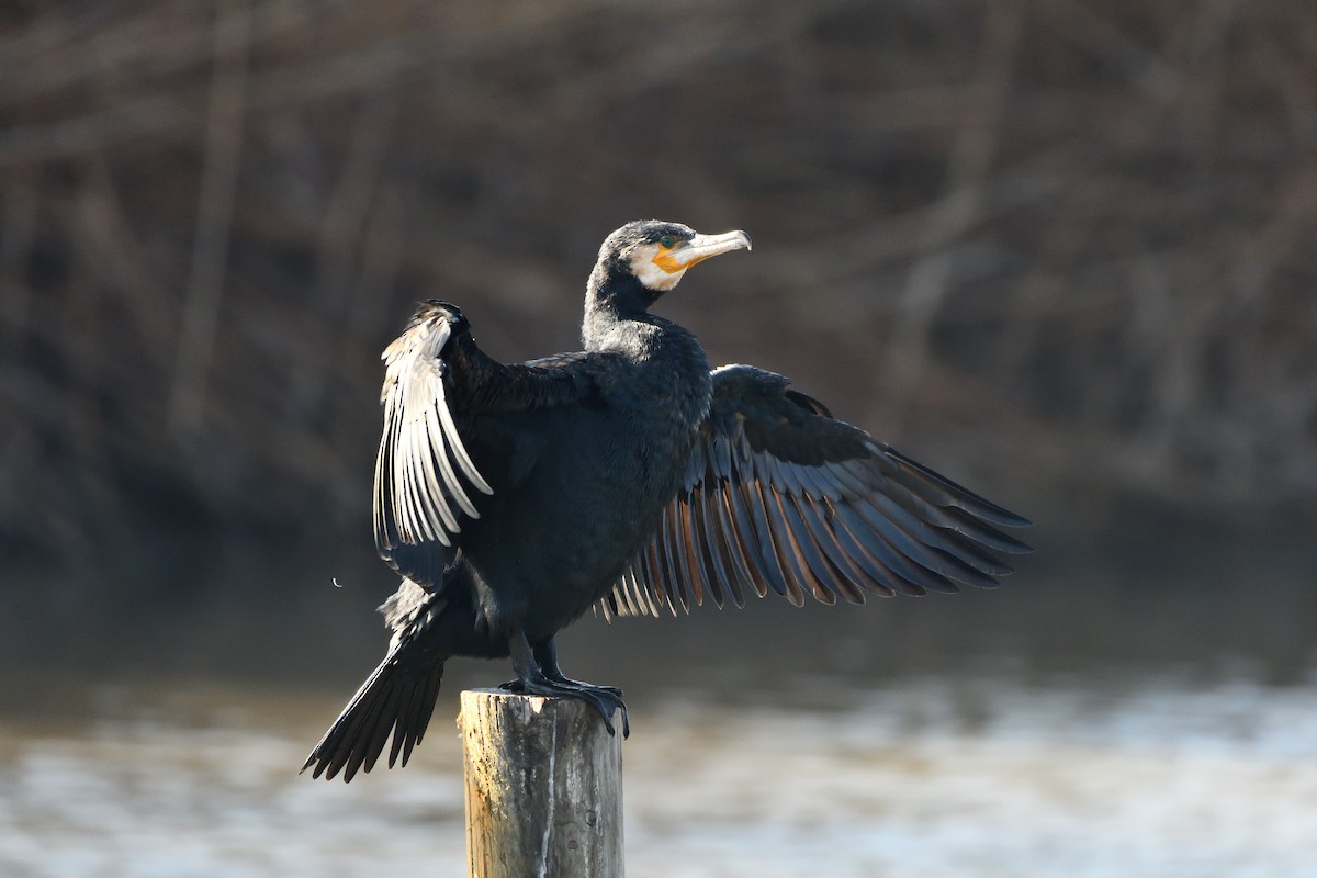 Great Cormorant - ML614340069