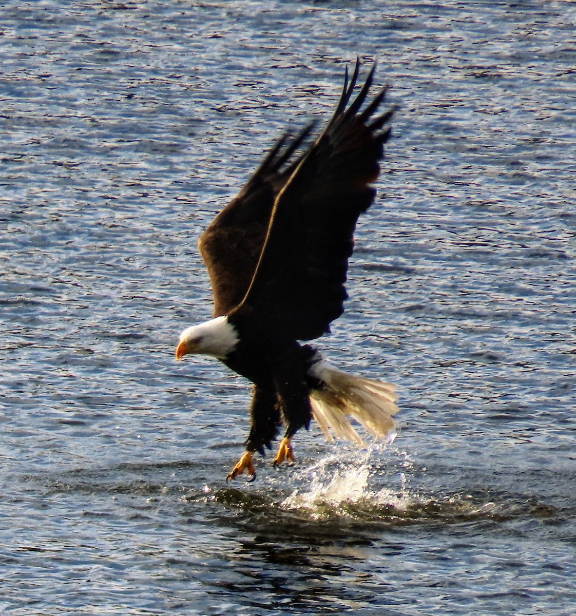 Bald Eagle - David Schmalz