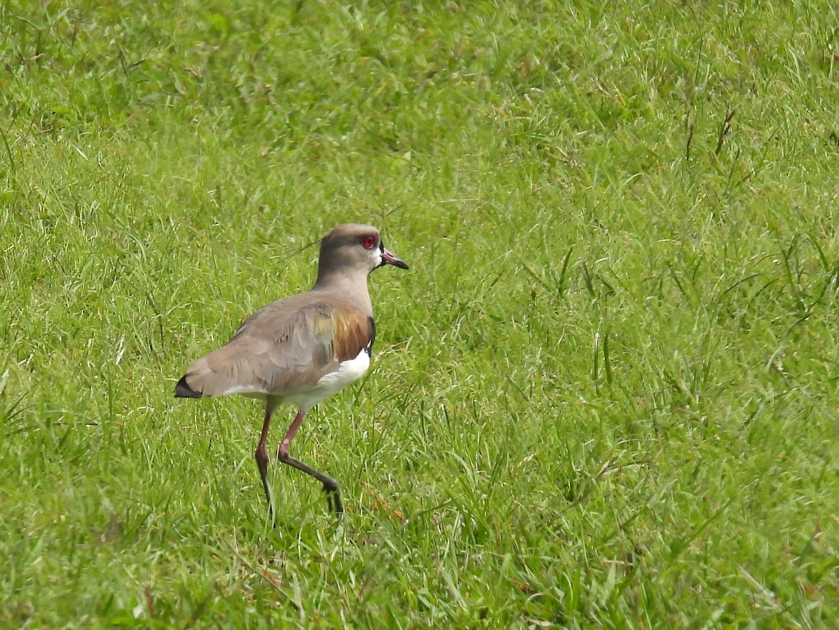 ナンベイタゲリ（lampronotus） - ML614340072