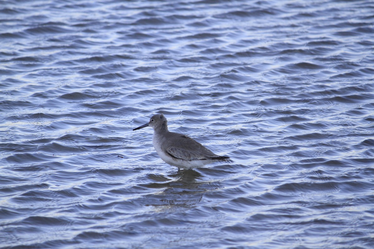 Chevalier semipalmé - ML614340075