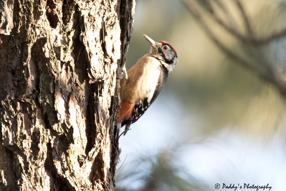 Himalayan Woodpecker - ML614340085