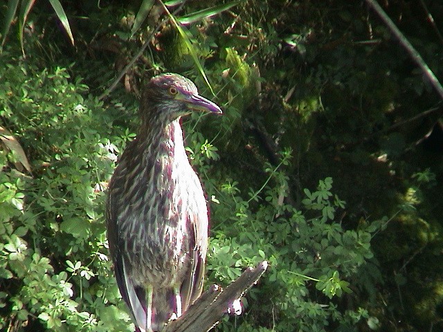 Black-crowned Night Heron - ML614340086