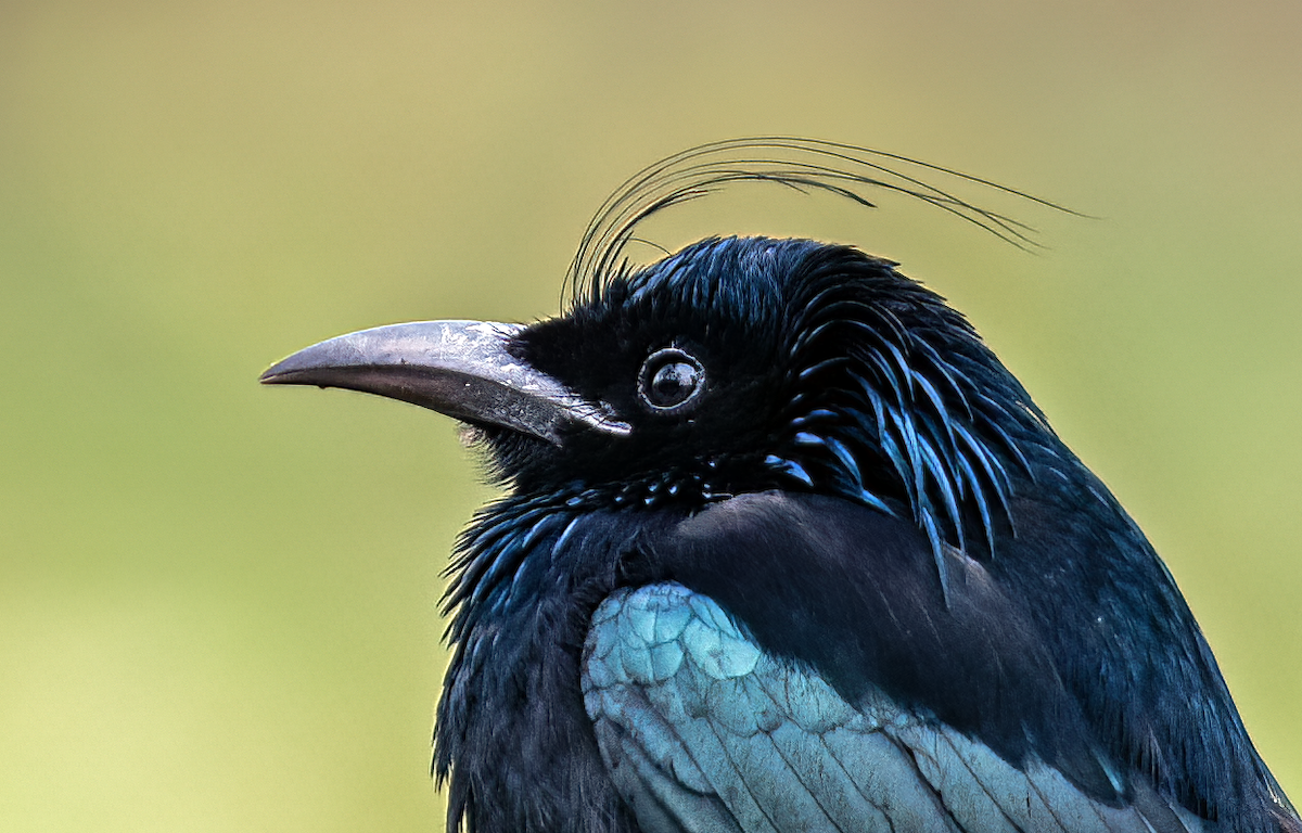 Hair-crested Drongo - ML614340091