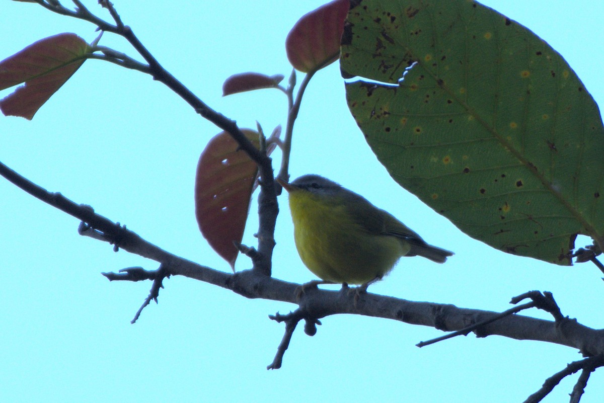 Gray-hooded Warbler - ML614340105