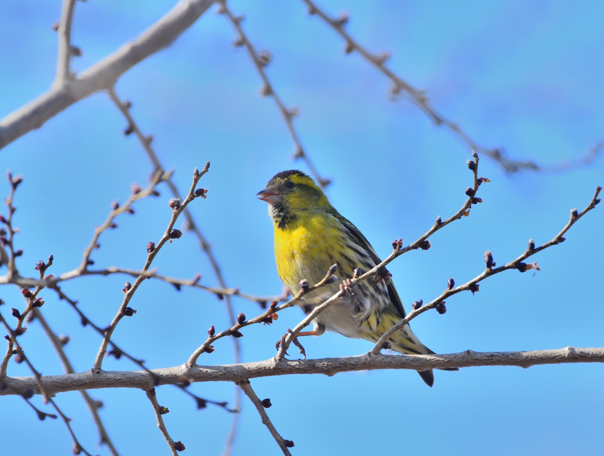 Eurasian Siskin - ML614340118