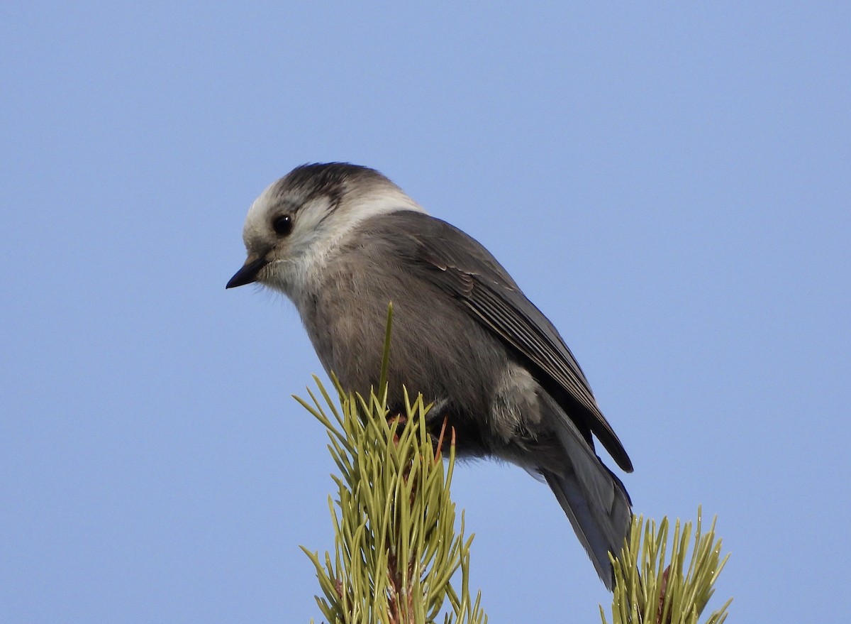 Canada Jay - ML614340123