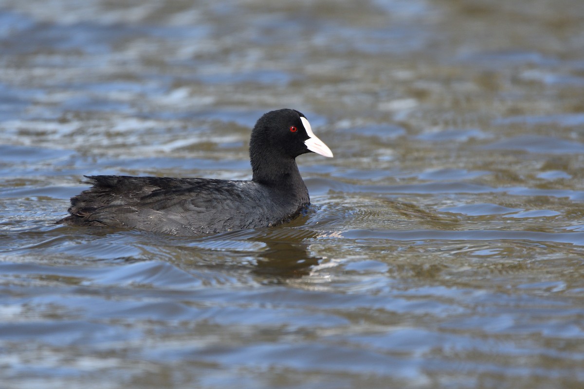 Eurasian Coot - ML614340144