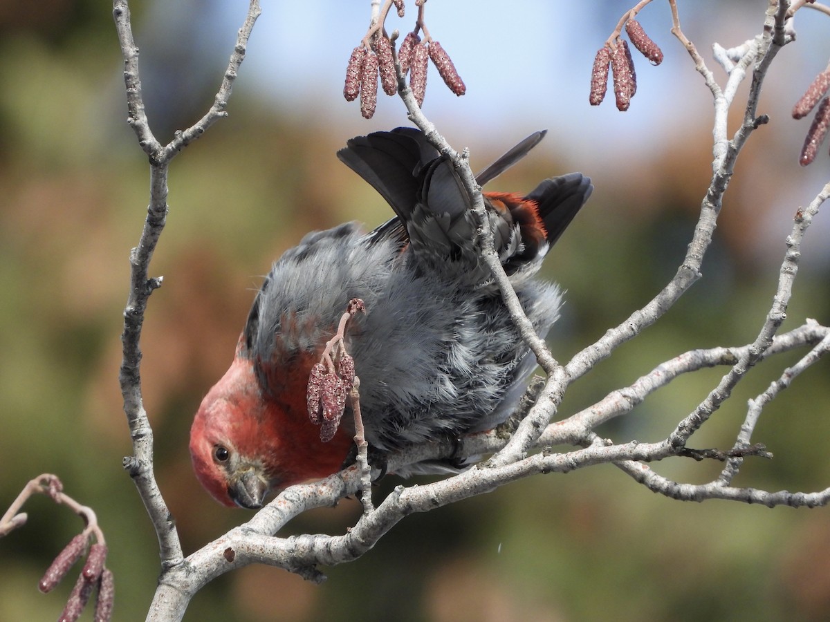 Pine Grosbeak - ML614340156