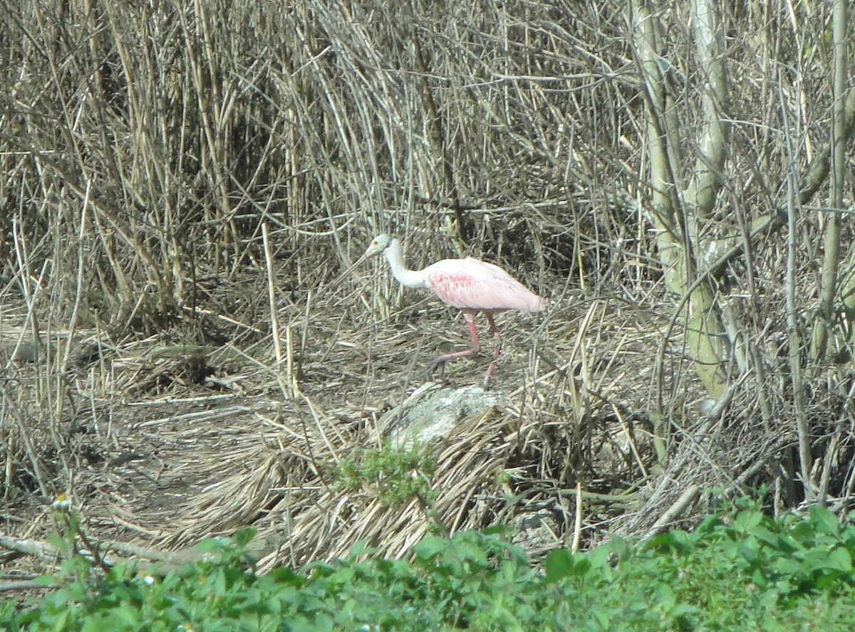 Roseate Spoonbill - ML614340168