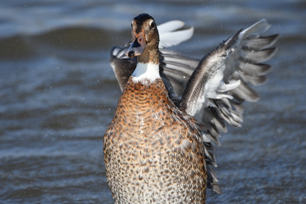 Mallard (Domestic type) - Alejandro Gómez Vilches