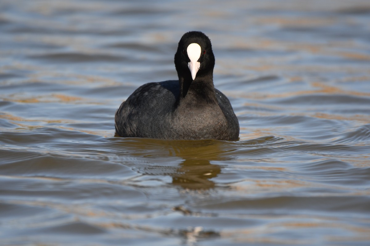 Eurasian Coot - ML614340189