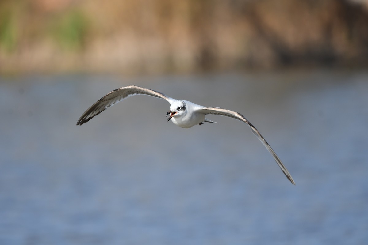 Gaviota Cabecinegra - ML614340210