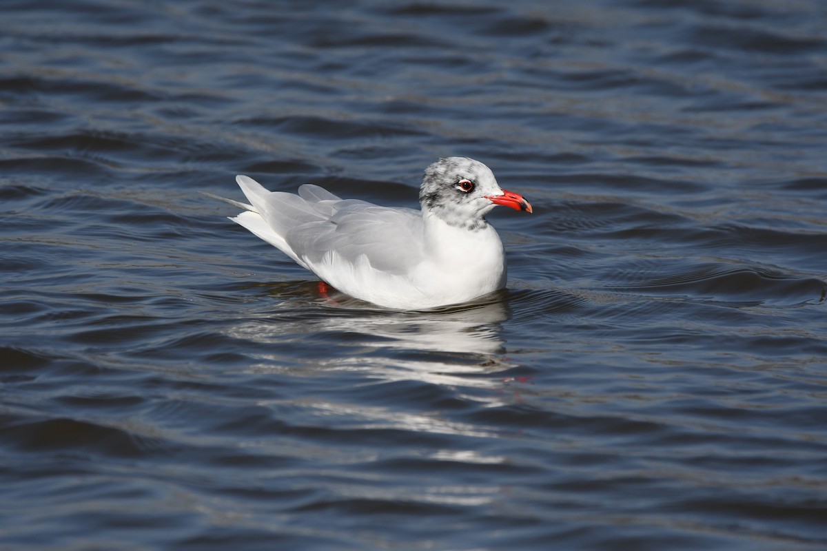 Mediterranean Gull - ML614340211