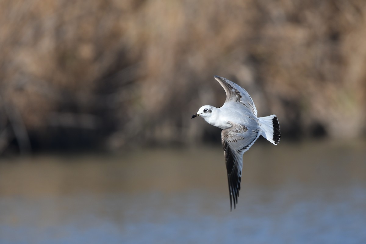 Gaviota Cabecinegra - ML614340212