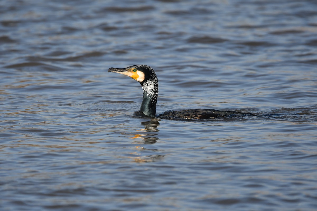 Great Cormorant - Alejandro Gómez Vilches