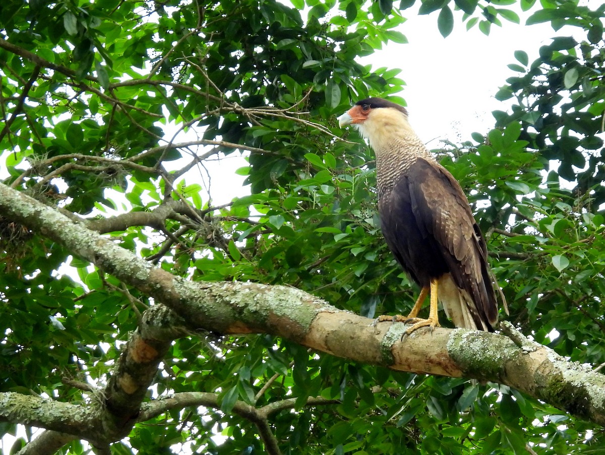 Crested Caracara (Southern) - ML614340261
