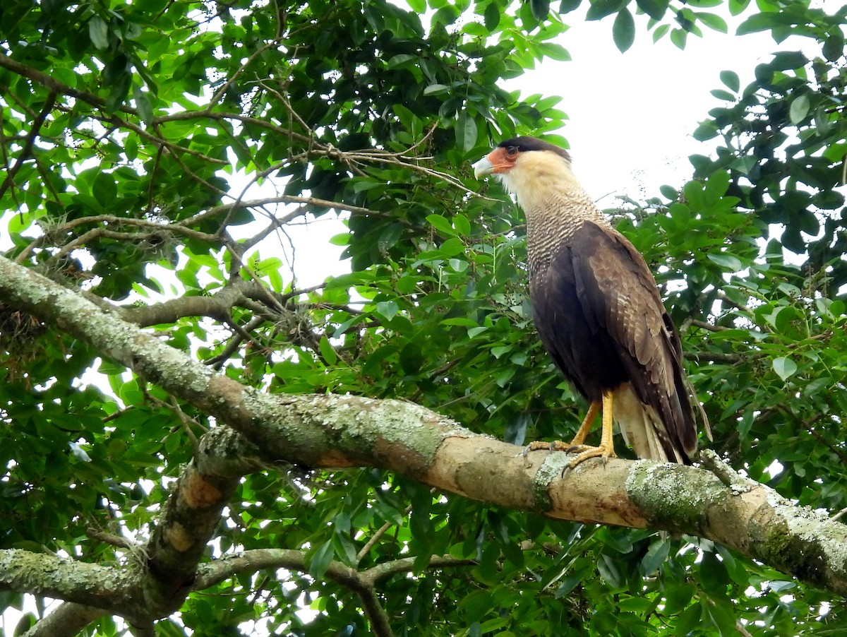 Caracara Carancho (sureño) - ML614340261