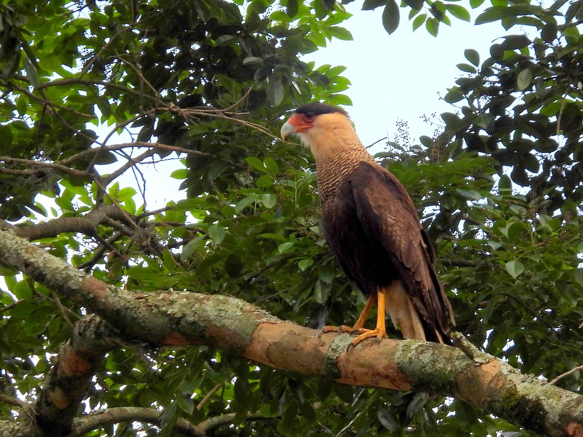 Crested Caracara (Southern) - ML614340262