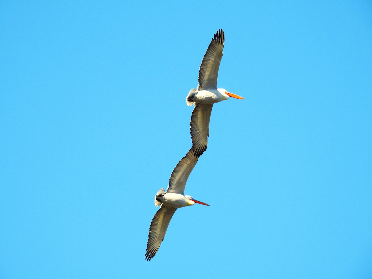 pelikán kadeřavý - ML614340272