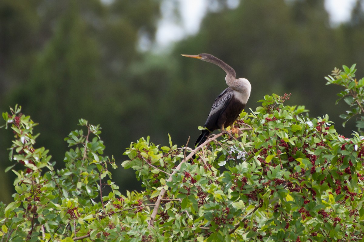 Anhinga - ML614340287