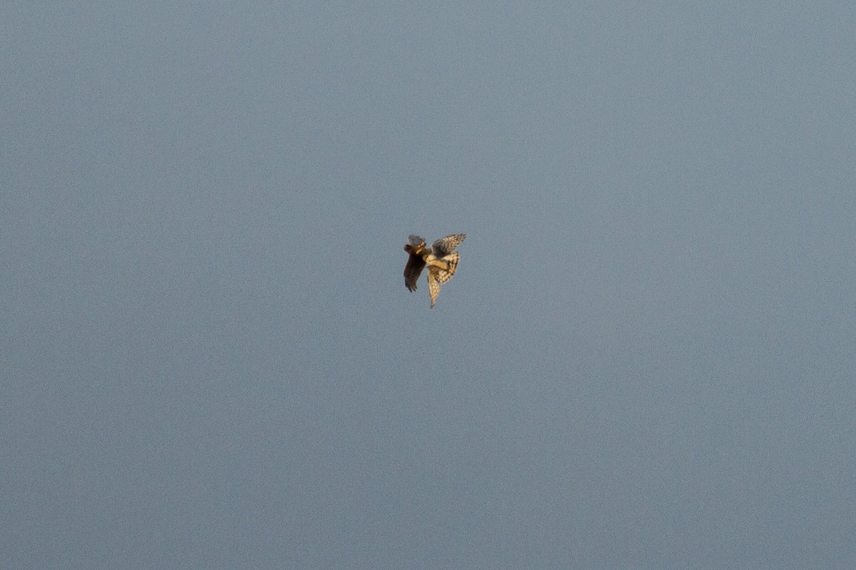 Northern Harrier - ML614340309