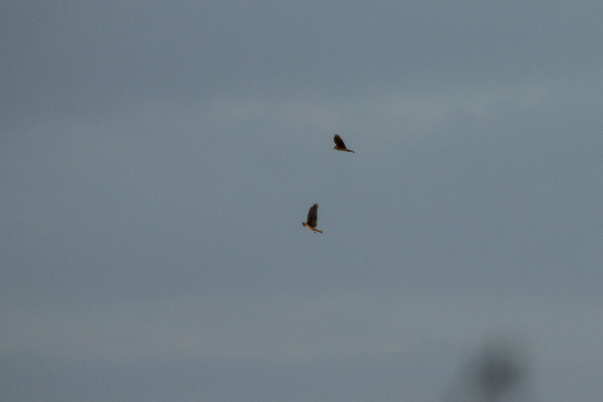 Northern Harrier - ML614340310