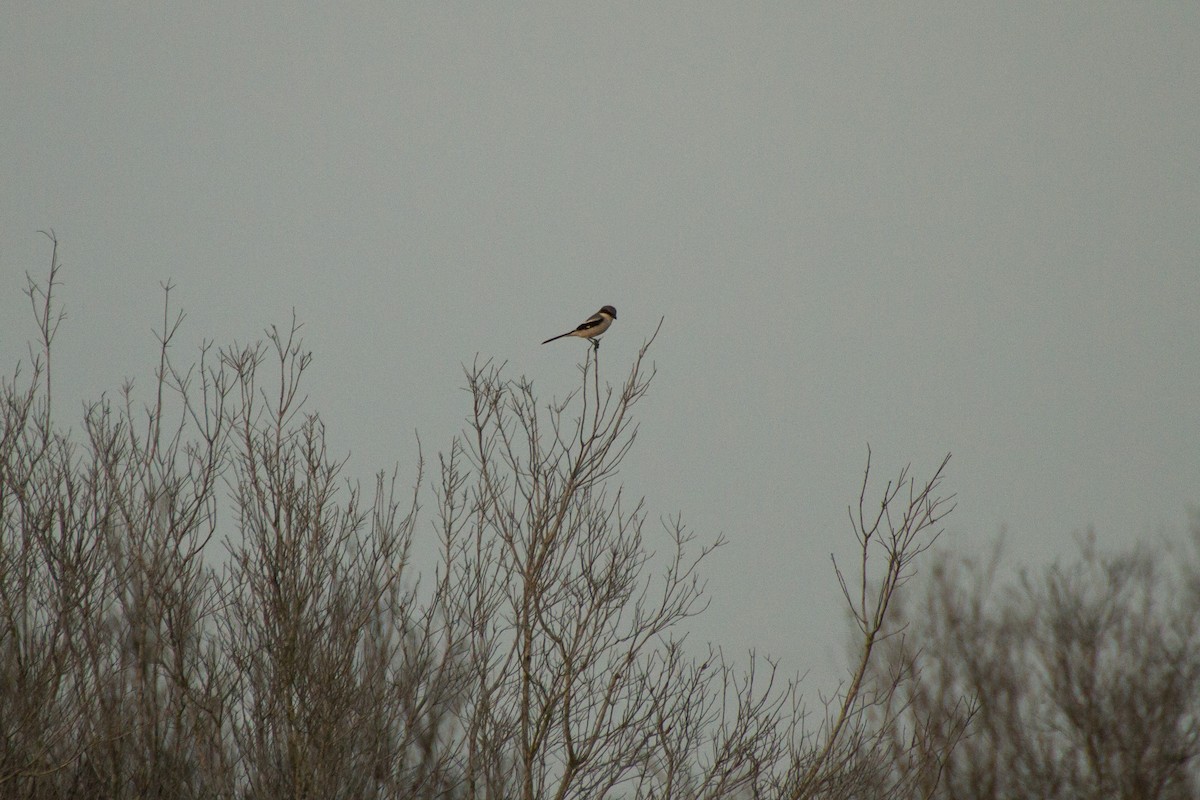 Loggerhead Shrike - ML614340325