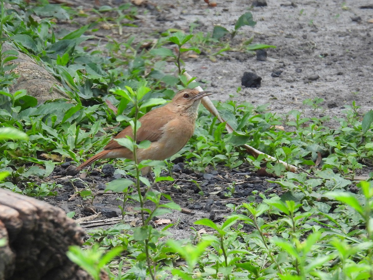 Rufous Hornero - ML614340338