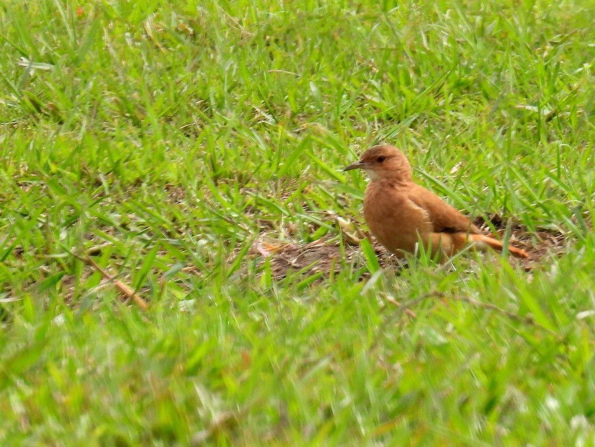 Rufous Hornero - ML614340354