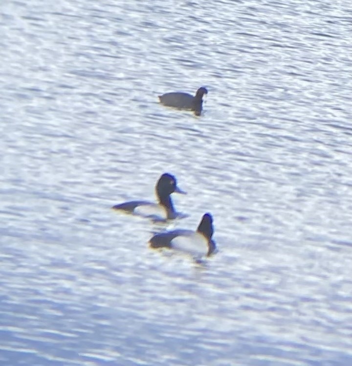 Lesser Scaup - ML614340423