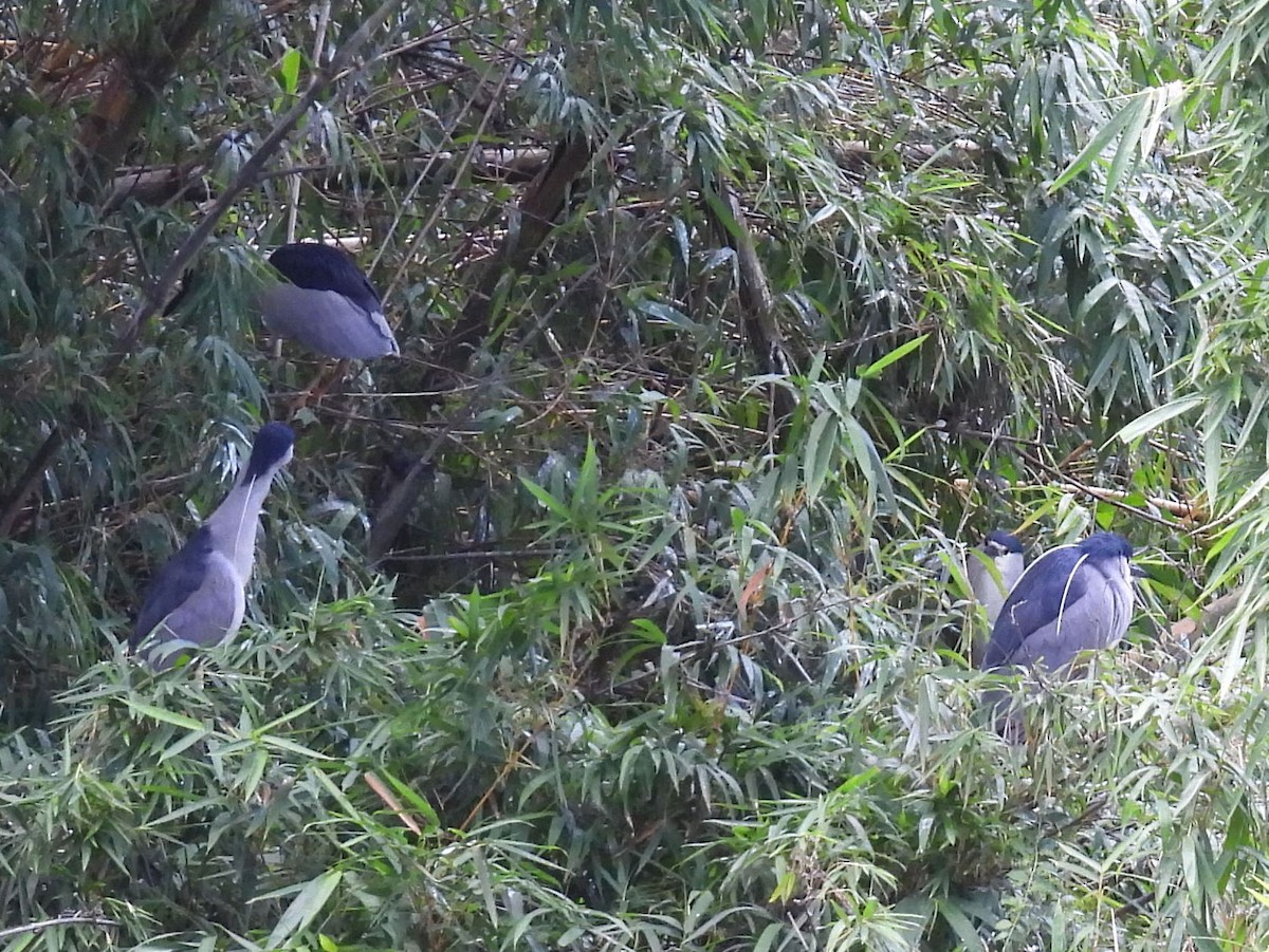 Black-crowned Night Heron (American) - ML614340432