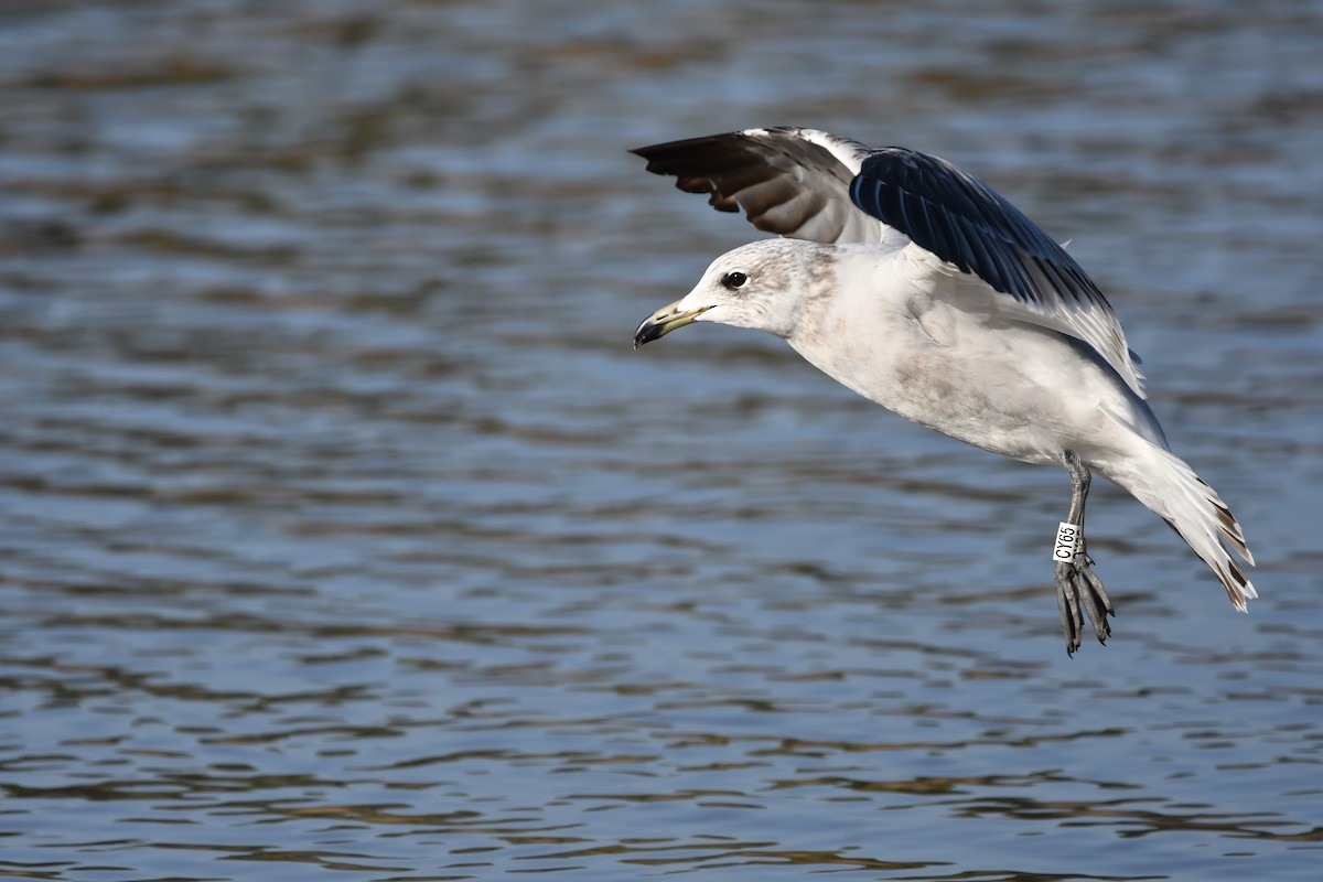 Audouin's Gull - ML614340441