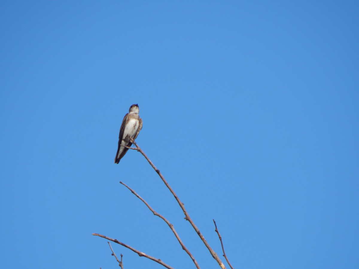 Brown-chested Martin - ML614340528