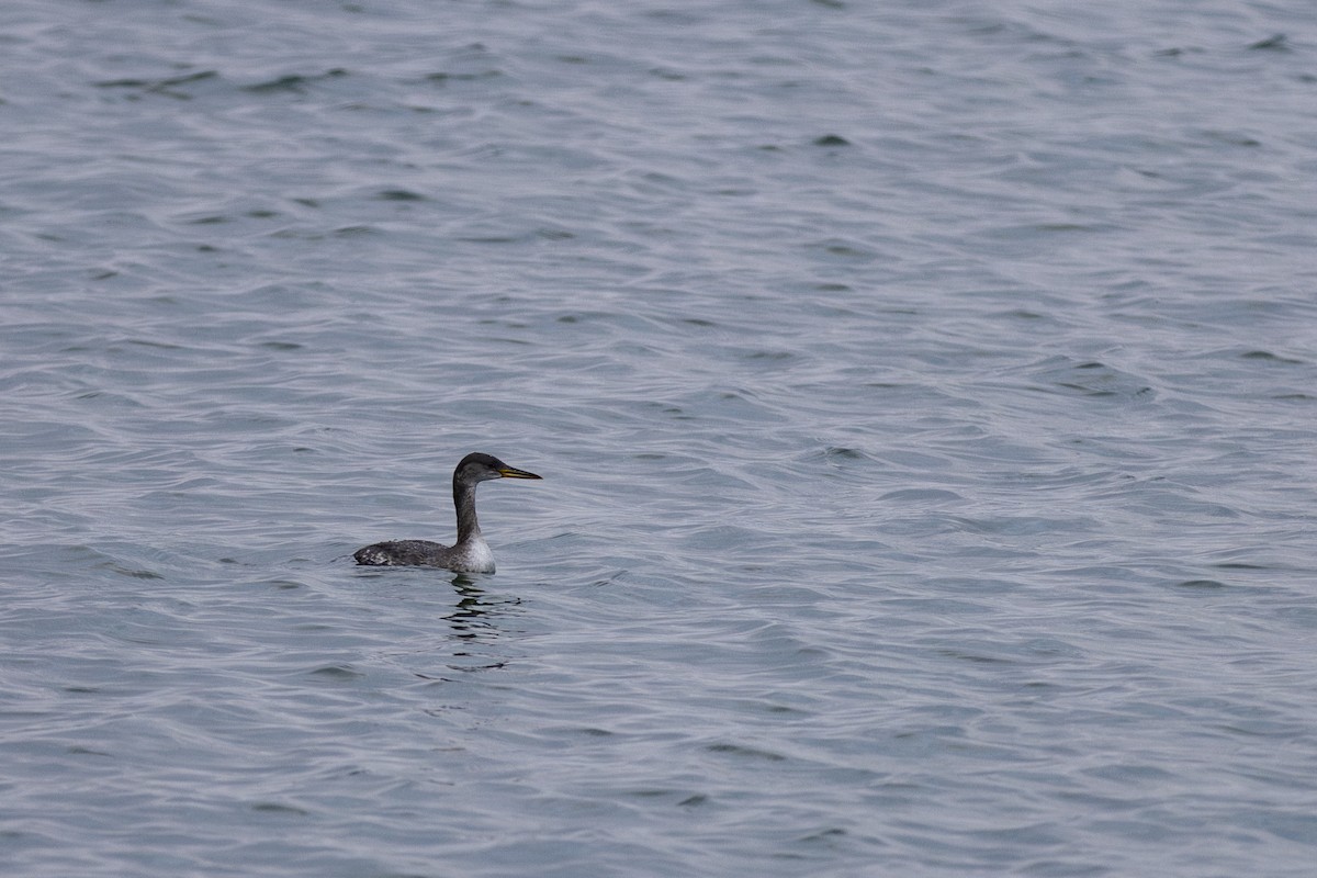 Red-necked Grebe - Adam Farid