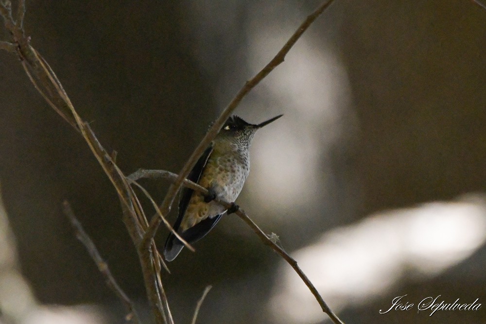 Green-backed Firecrown - ML614340650