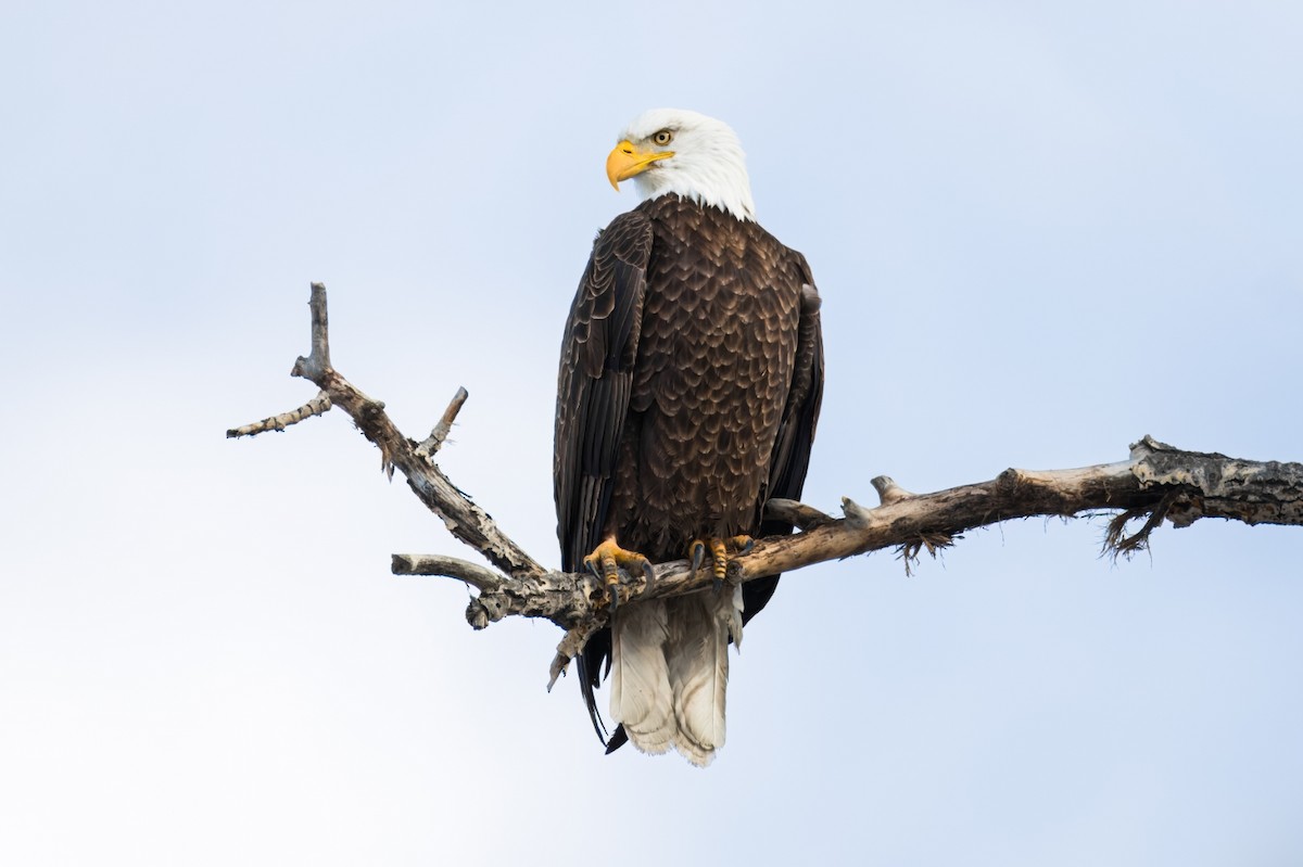 Bald Eagle - Calvin S